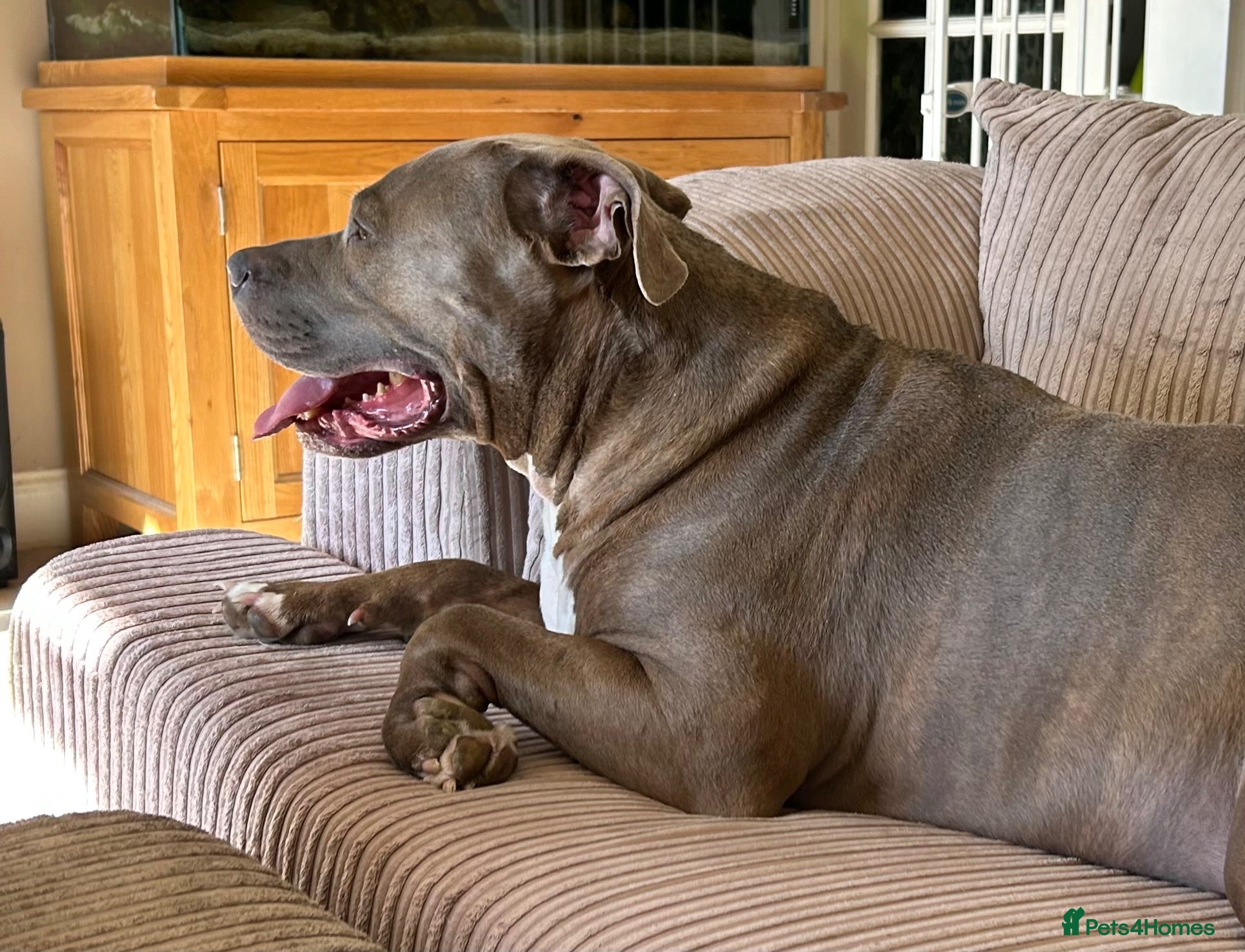 American Bully dogs 5 year old male American Bully called Rex!  - Advert 6