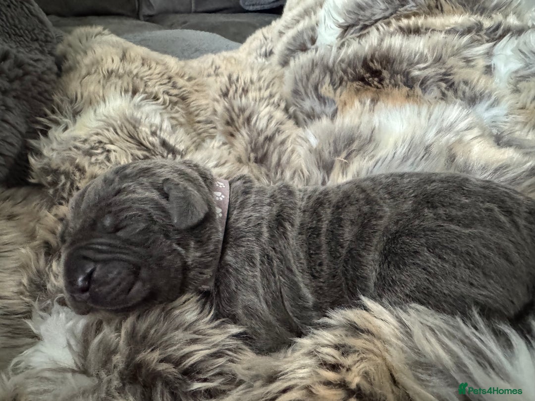 Neapolitan Mastiff dogs for sale: Neapolitan mastiff puppies due 27th September - Image 26