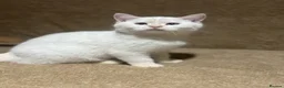 British Shorthair cats for sale: Ready to go! in Pontefract - Advert 11