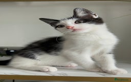 British Shorthair cats for sale: 3: beautiful kitten looking for new home in Slough - Image 8