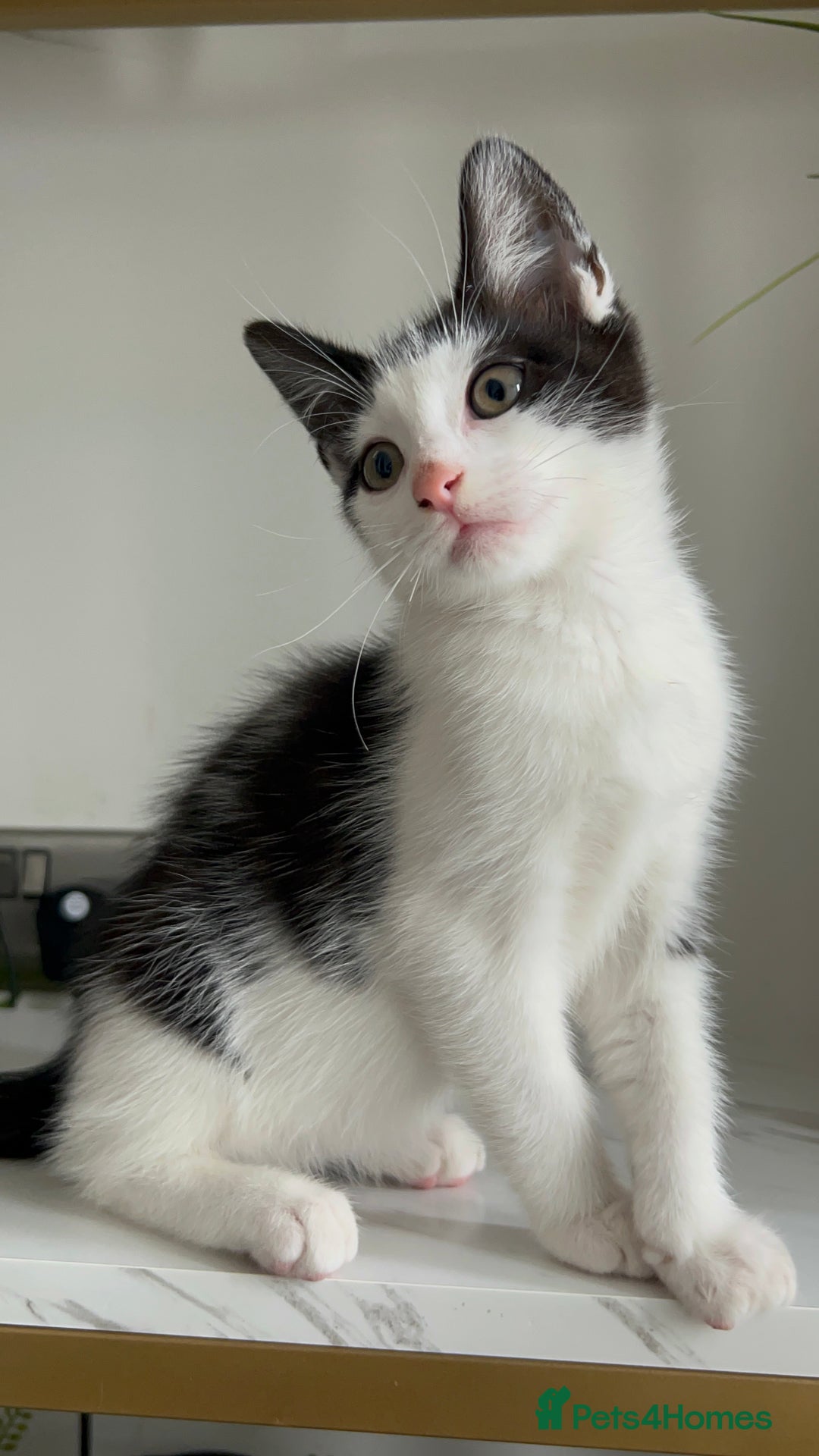 British Shorthair cats for sale: 3: beautiful kitten looking for new home in Slough - Image 8