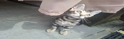 Bengal cats for sale: Outstanding Bengal Kittens TICA - Advert 14