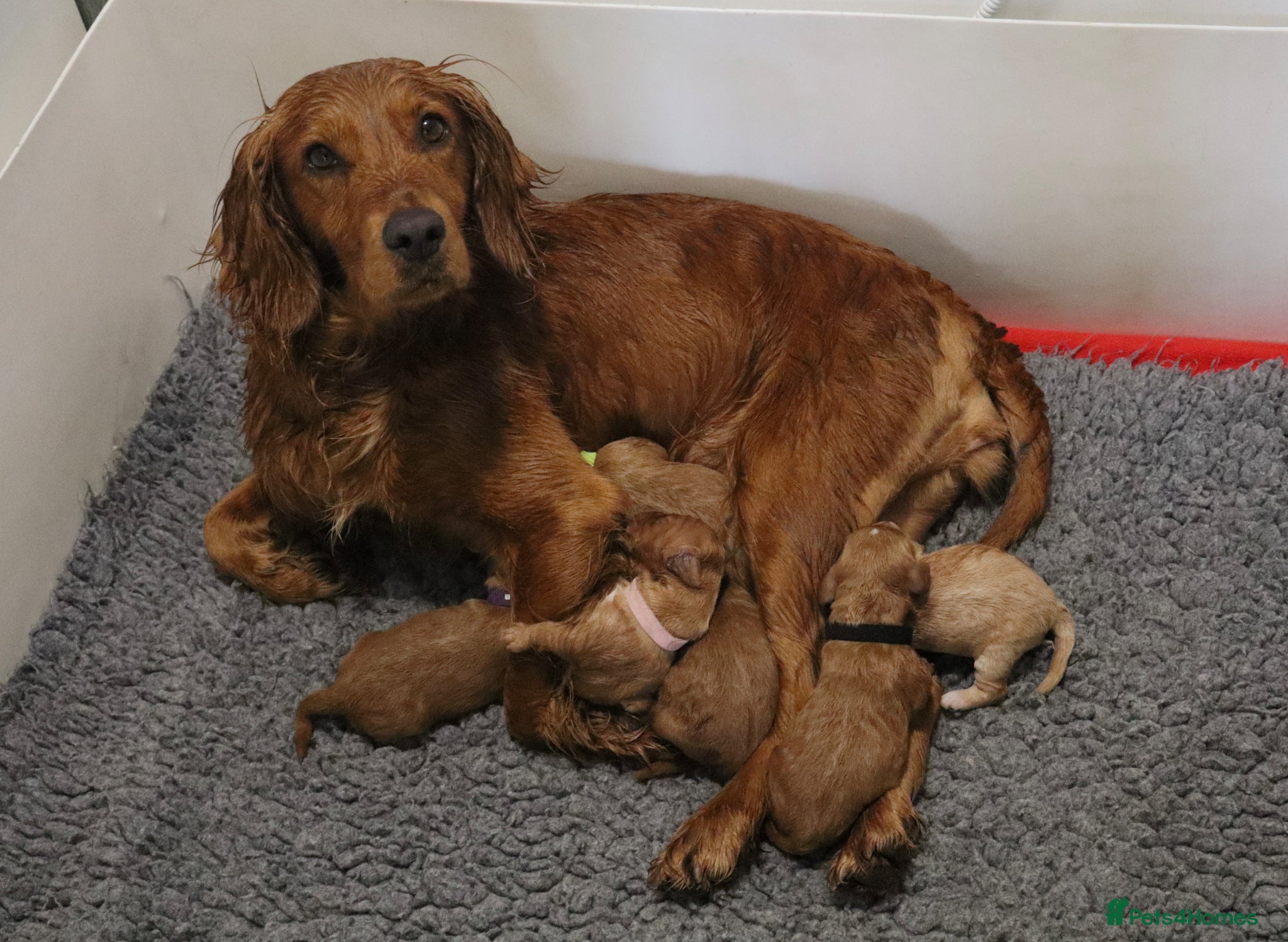 Cockapoo dogs ELITE COCKAPOOS LICENSED 5* BREEDERS - Advert 1