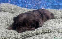 Cavapoo dogs for sale: F1 cavapoo puppies 🐶 🩵💜 - Image 12