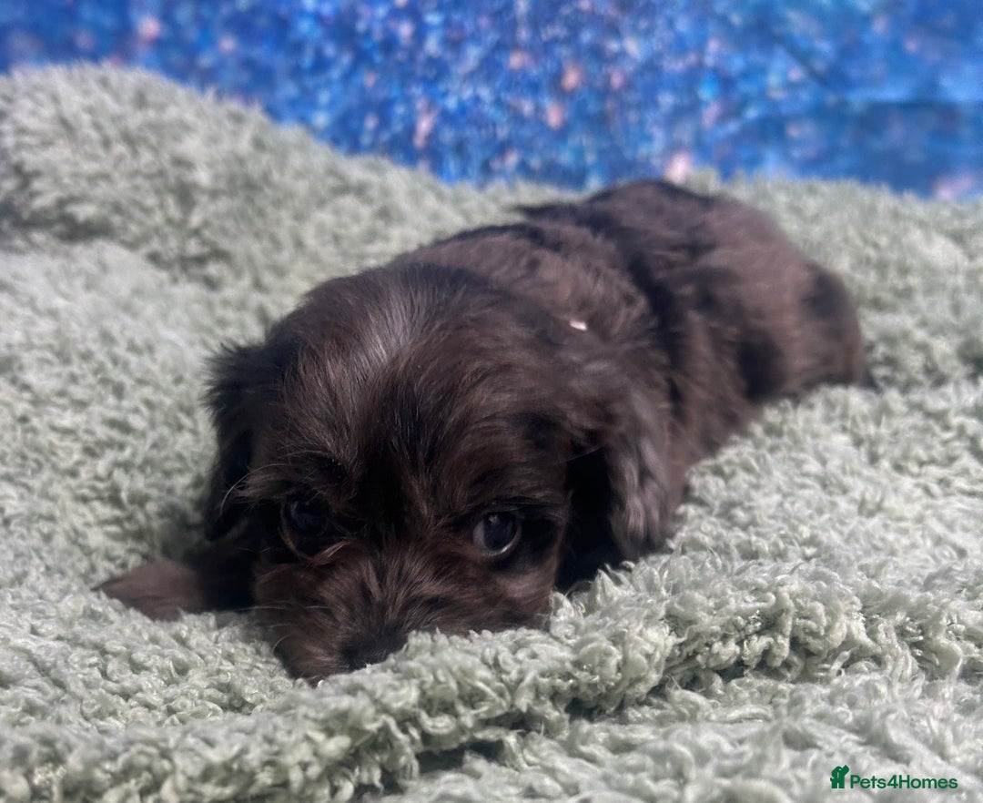 Cavapoo dogs for sale: F1 cavapoo puppies 🐶 🩵💜 - Image 12