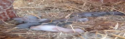 Netherland Dwarf rabbits for sale: Netherland dwarf x mini lop baby rabbits  - Advert 7