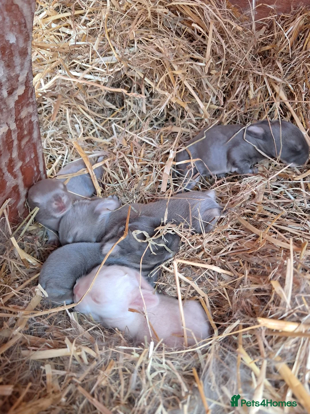 Netherland Dwarf rabbits for sale: Netherland dwarf x mini lop baby rabbits  - Advert 7