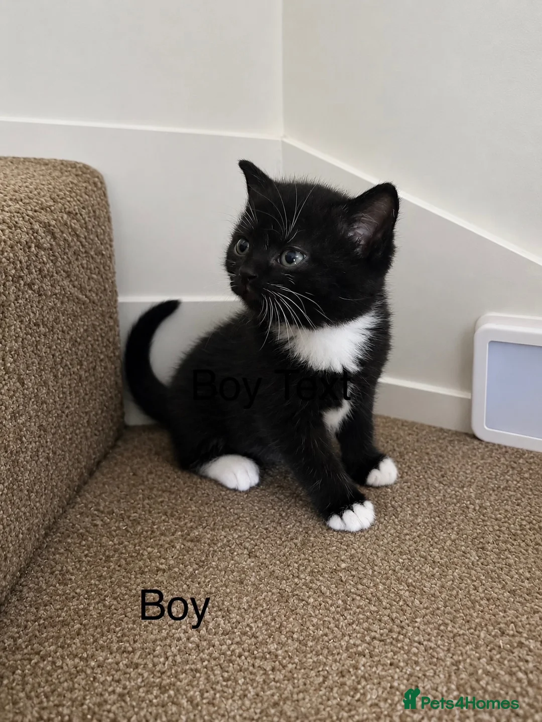 British Shorthair cats for sale: Two beautiful British shorthair mix kittens  - Advert 2