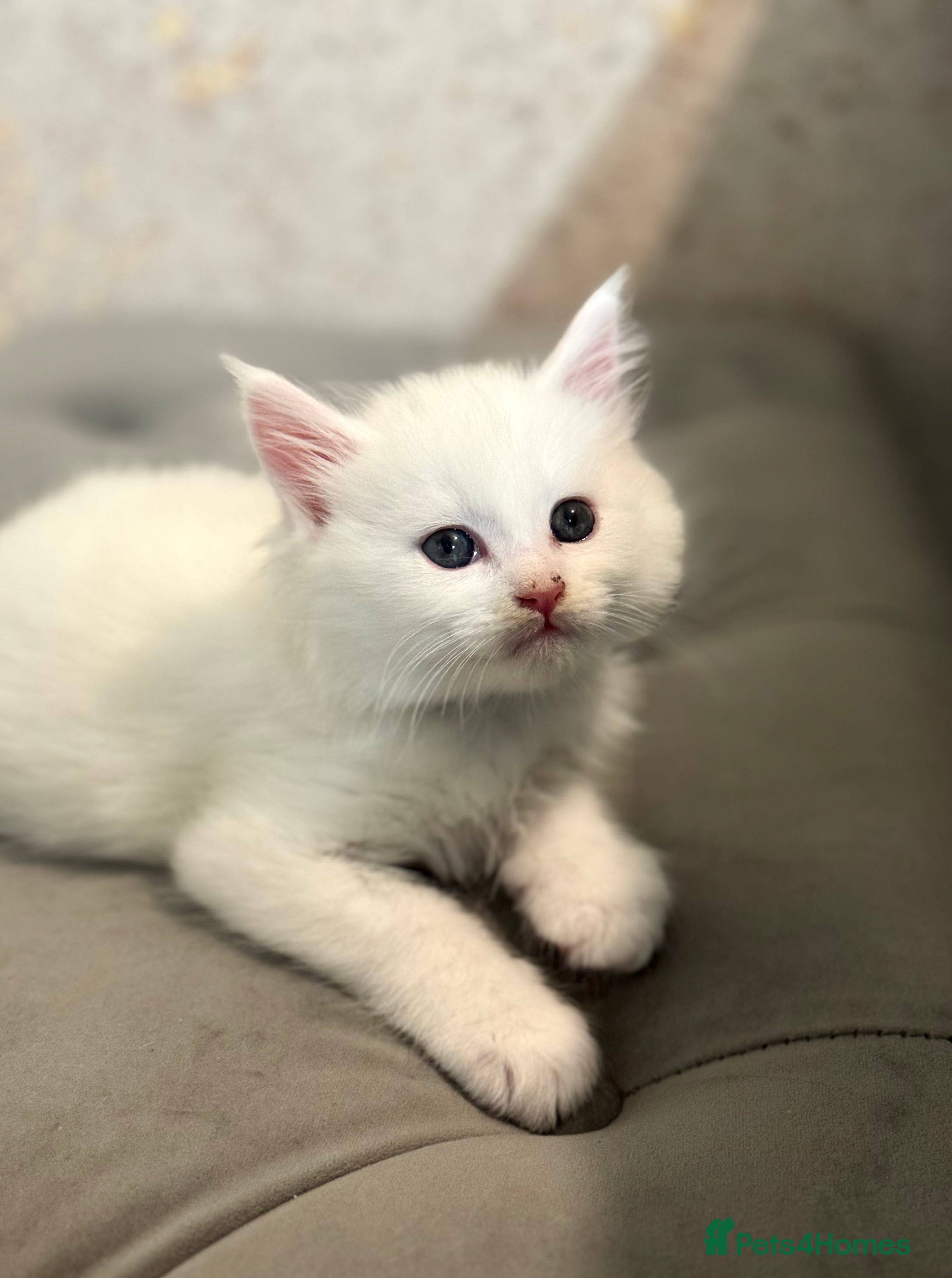 Maine Coon cats Stunning White Maine Coon Kittens – XXL Bloodline - Advert 15