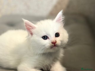 Maine Coon cats Stunning White Maine Coon Kittens – XXL Bloodline - Advert 17