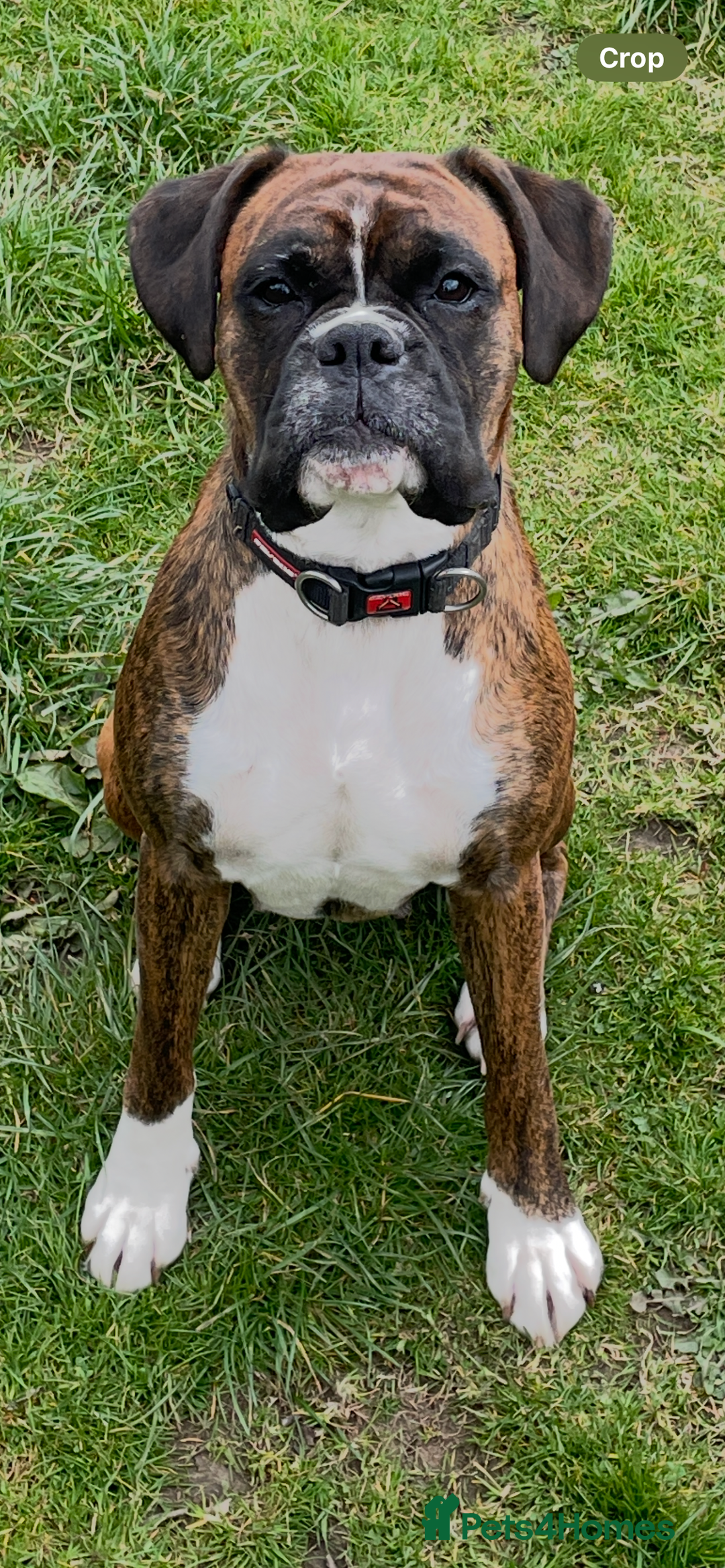 Boxer dogs for sale: 3yr old boxer female looking for loving home  - Image 5