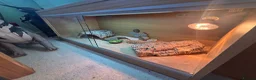 Dragon reptiles for sale: Rankin dragon 2 years old for sale  - Advert 3