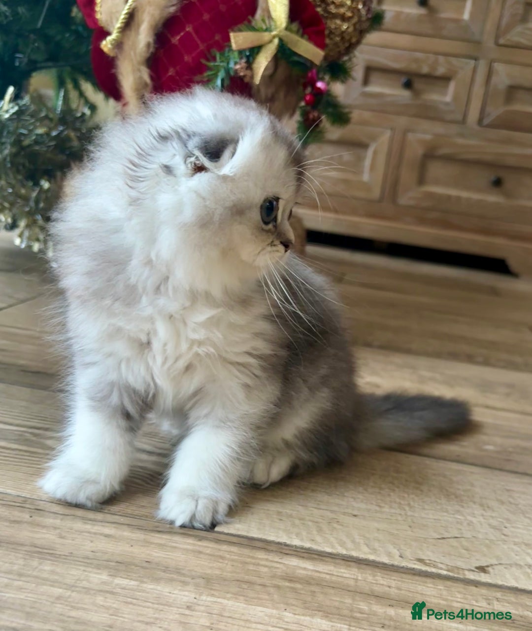 Scottish Fold cats for sale: 🌟🌟🌟🌟🌟Pedigree Scottish Fold Kittens - Advert 12