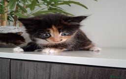 Maine Coon cats for sale: Beautiful Bright Eyed Part Maine Coon Kitten - Image 4