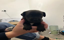 Jack Russell dogs for sale: Beautiful Jack Russell Pups 1 boy/ 1 girl  - Image 5