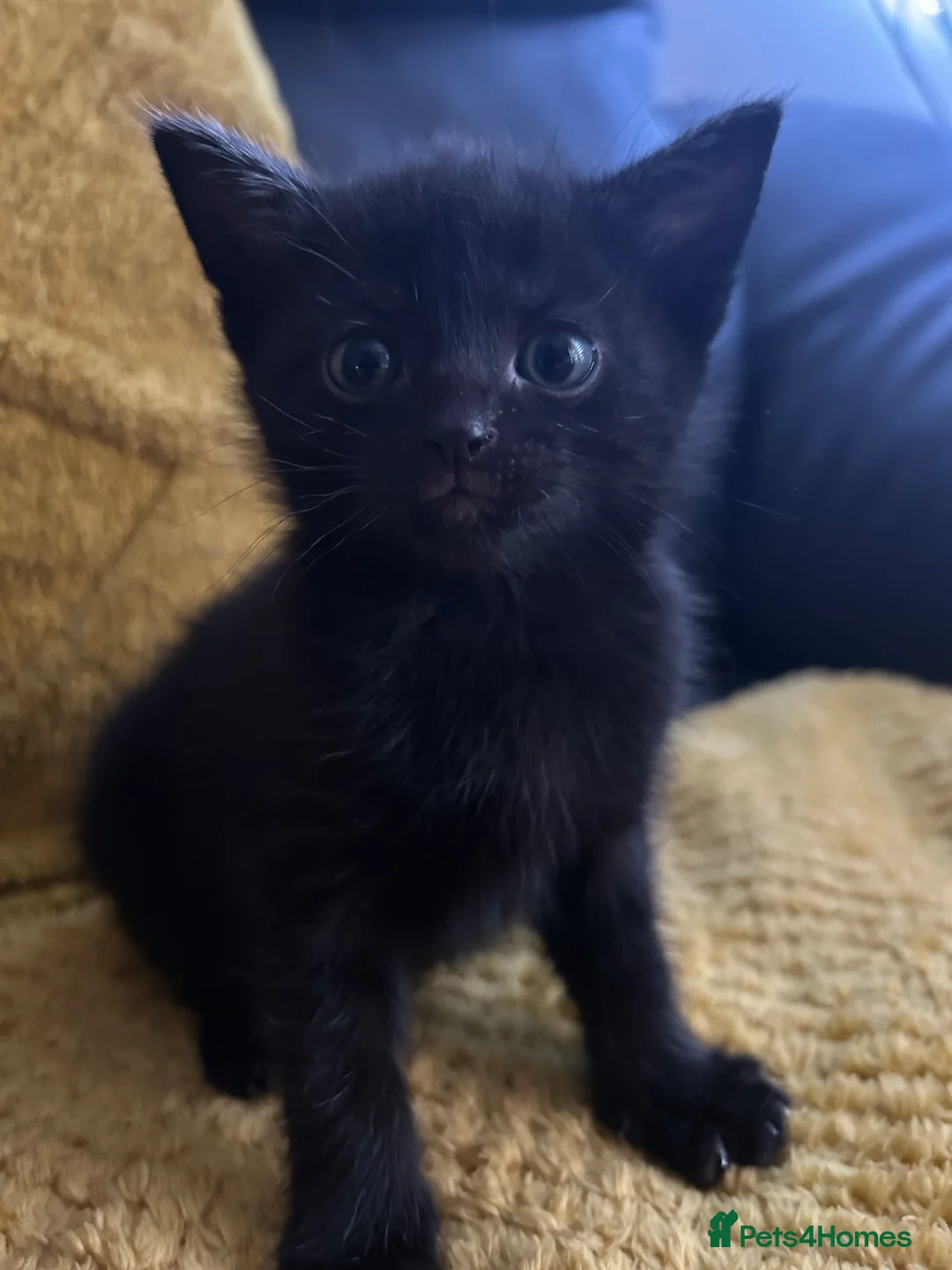 Domestic Shorthair cats for sale: Beautiful black kitten ready for a new home - Advert 2