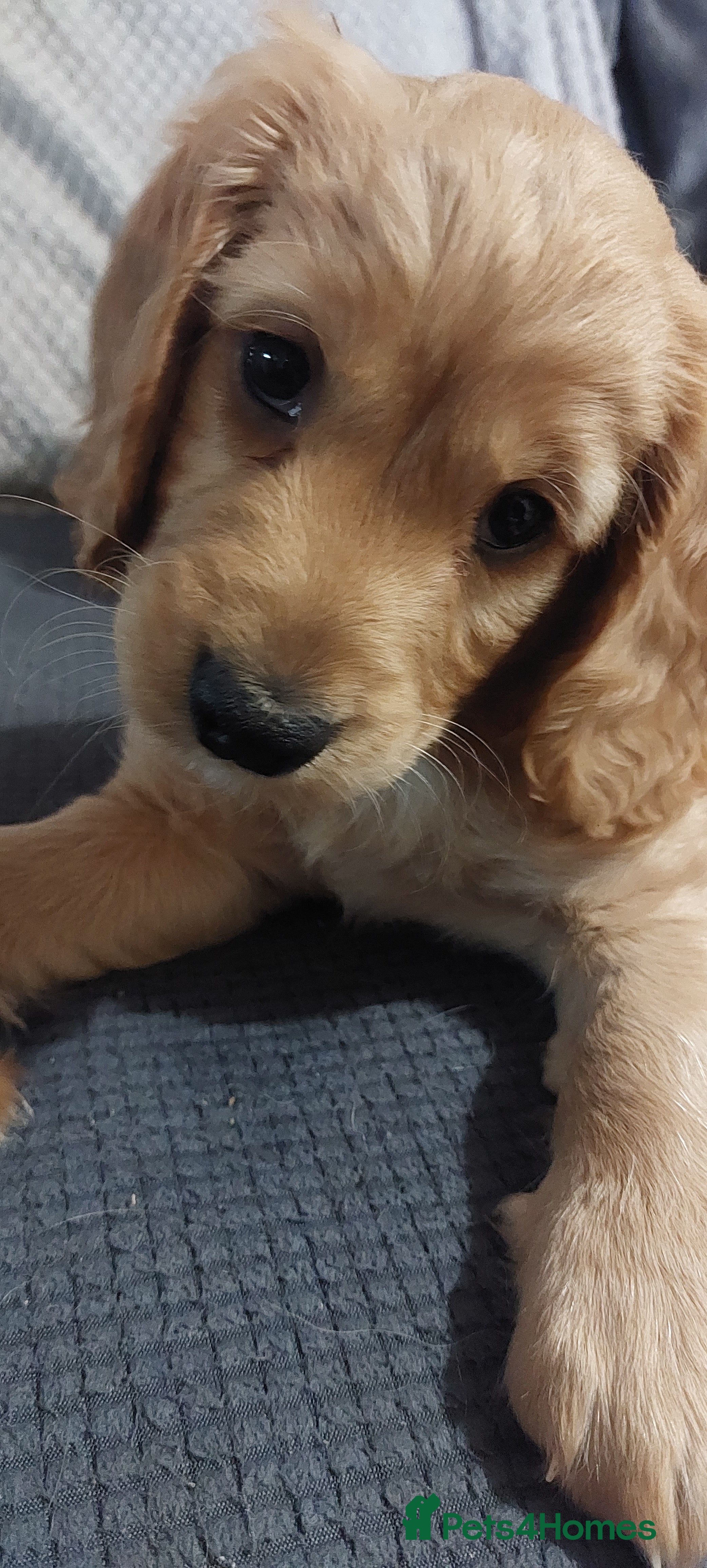 Cockapoo dogs Cockapoo pups for sale  - Advert 9