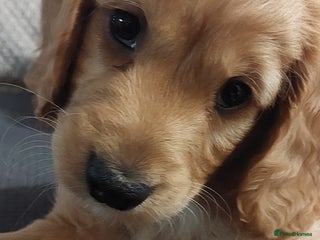 Cockapoo dogs Cockapoo pups for sale - Advert 9