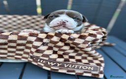 Olde English Bulldogge dogs for sale: MUST SEE OLDE ENGLISH PUPPIES!!  - Image 25