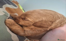 Cavapoo dogs for sale: Toy Cavapoo puppies - Image 6