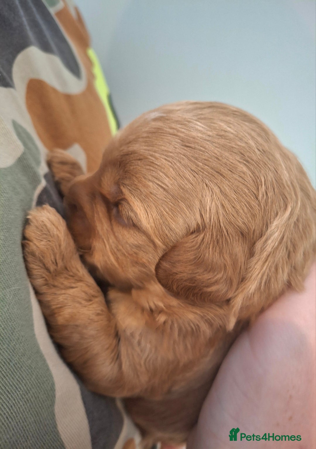 Cavapoo dogs for sale: Toy Cavapoo puppies - Image 6