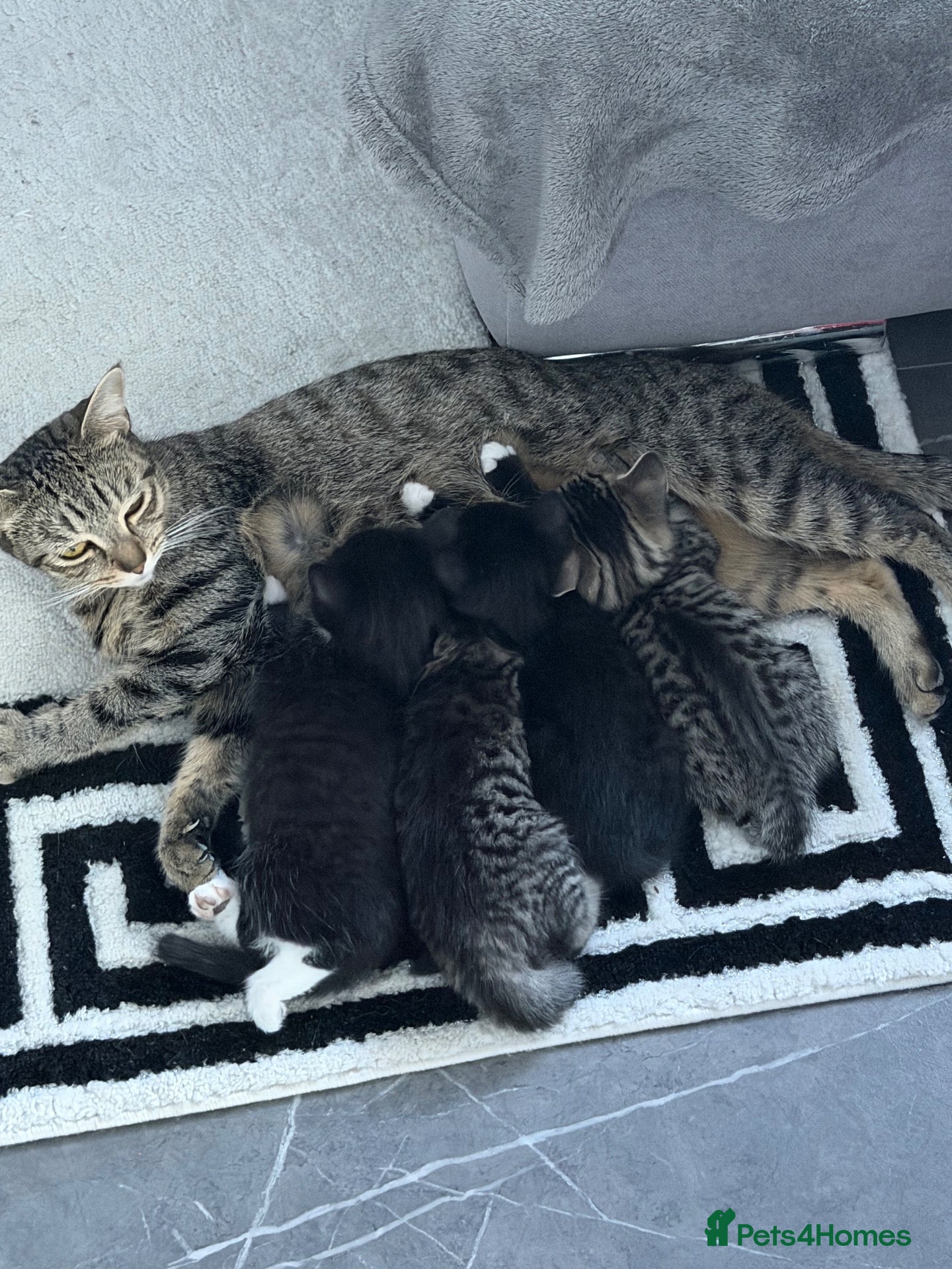 British Shorthair cats Kittens looking for a forever home  - Advert 12