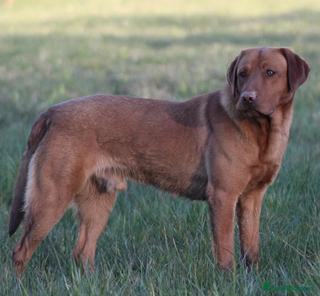 Labrador Retriever dogs for stud: Extensively Health Tested Fox Red Labrador Stud in Totnes - Advert 5