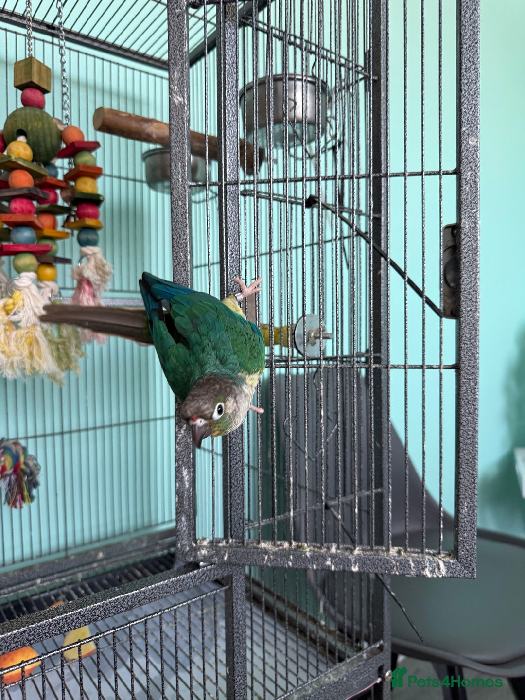 Conures birds for sale: Conures - Image 5