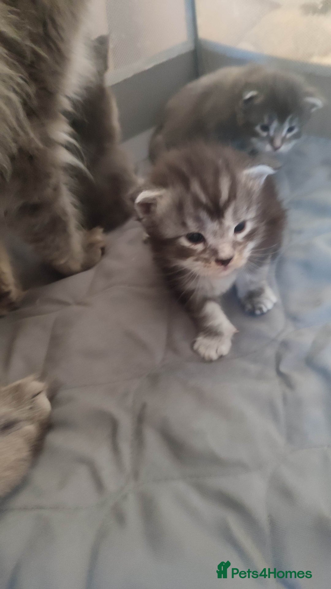 Maine Coon cats for sale: Tica Reg and fully health tested - Advert 31