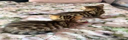 Bengal cats for sale: Beautiful bengal kittens 🐾🐾🐾 - Advert 16