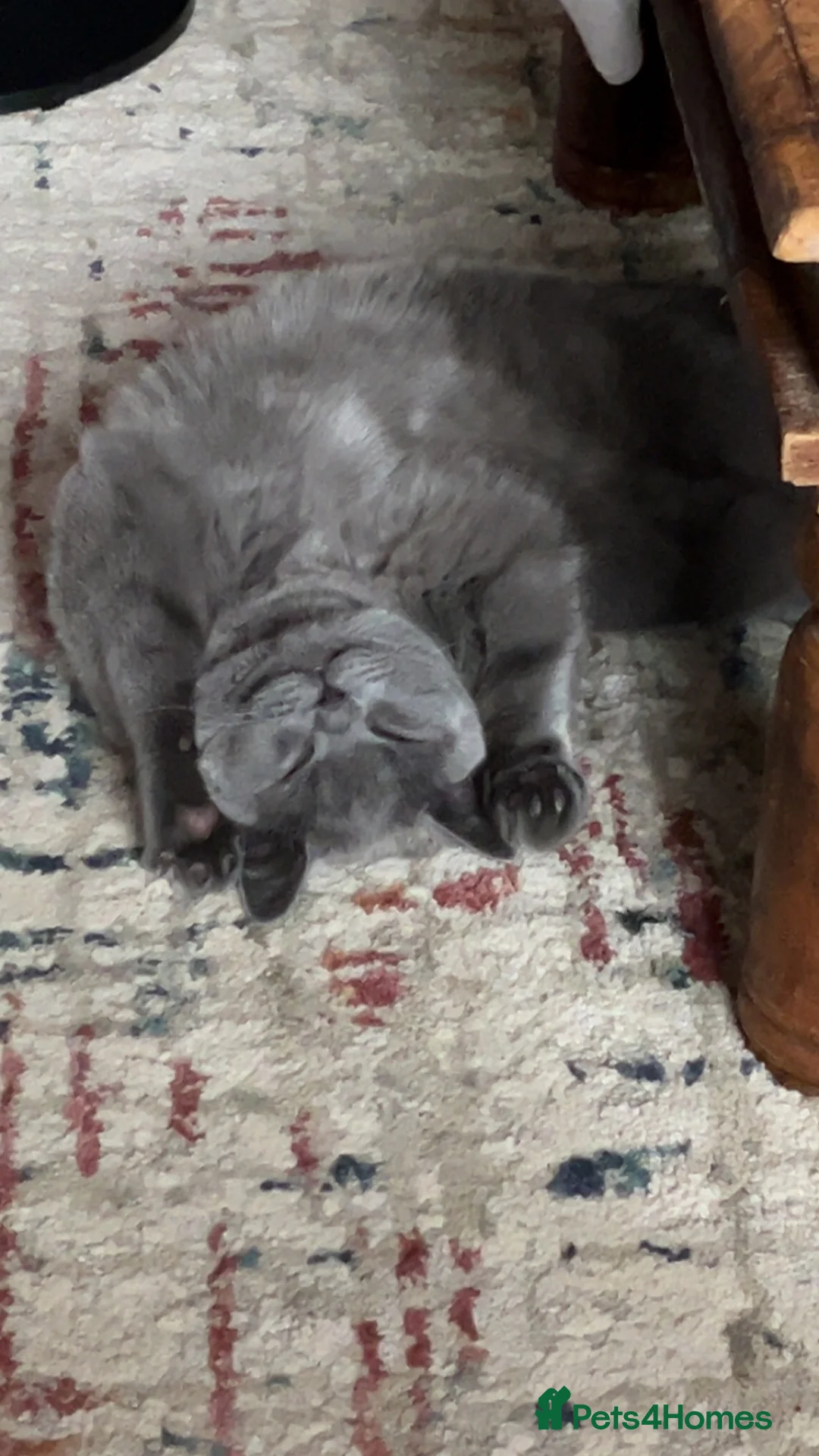 British Shorthair cats for sale: 2 year old Blue British short hair male in Bolton - Advert 6