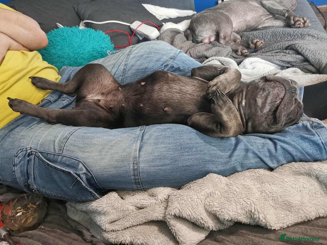 French Bulldog dogs for adoption: ❤️🐶 TILLY & 💙🐶 MARLEY – Two Loving Companions - Advert 9