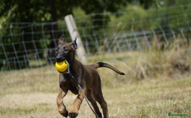 Belgian Shepherd Dog dogs - Advert 2