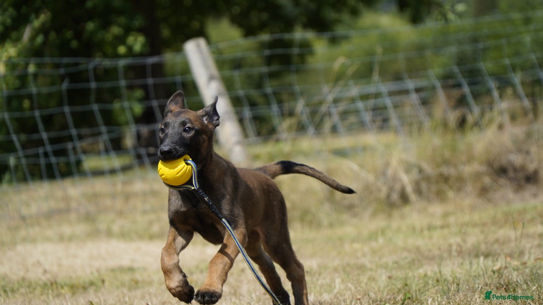 Belgian Shepherd Dog dogs for sale: KC registered Belgian Malinois – Stable,Balanced🐾 - Image 1