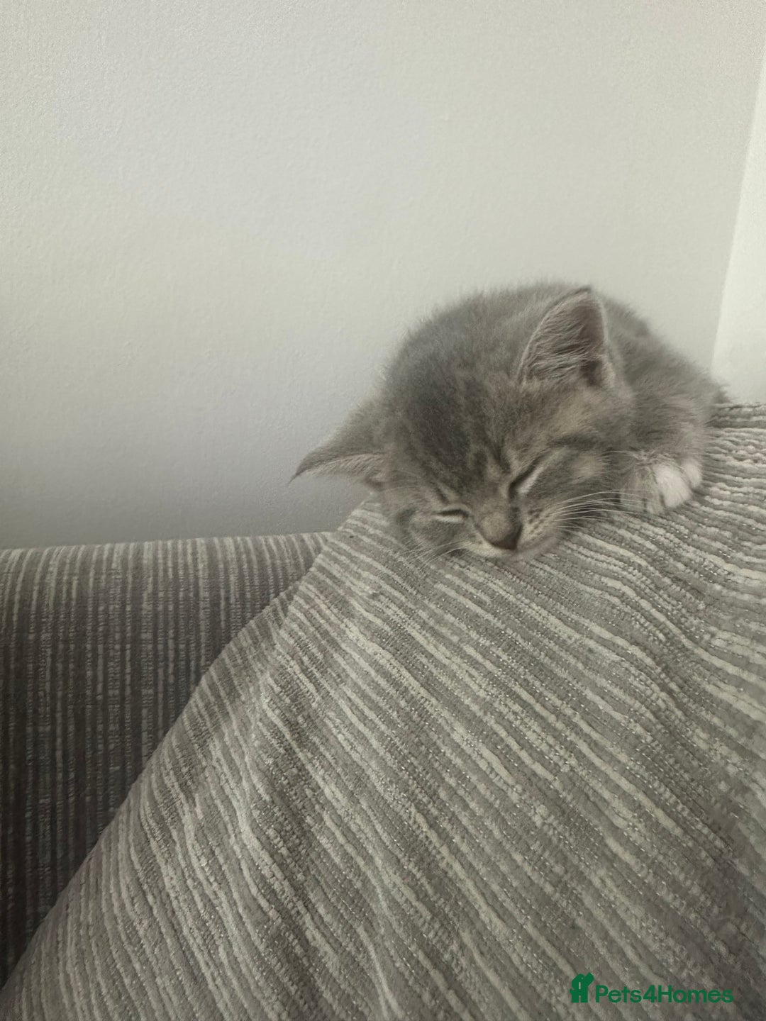 Mixed Breed cats for sale: All ready for there forever homes  - Image 3