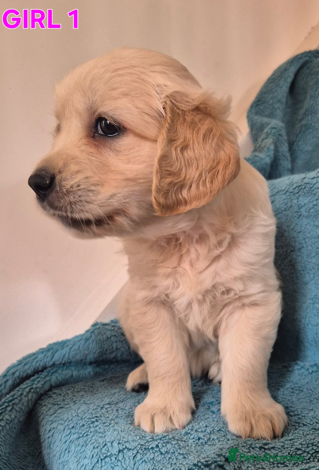 Golden Retriever dogs for sale: Show type Golden Retrievers health tested parents - Image 28