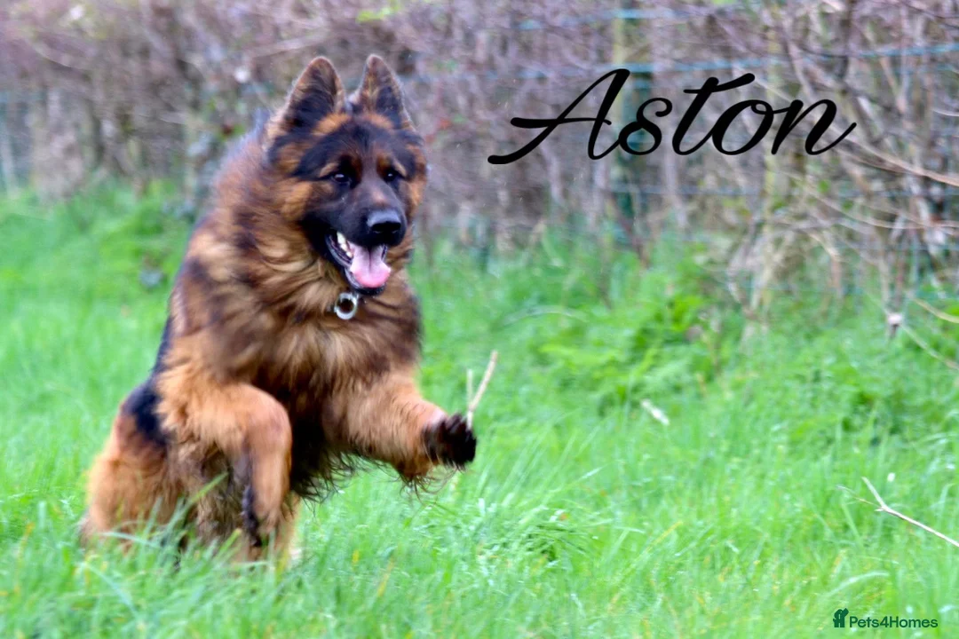 German Shepherd dogs for sale: Adult male long coat import German shepherd  - Advert 1