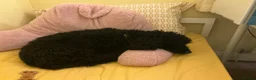 Cockapoo dogs for sale: Archie in Northampton - Advert 6