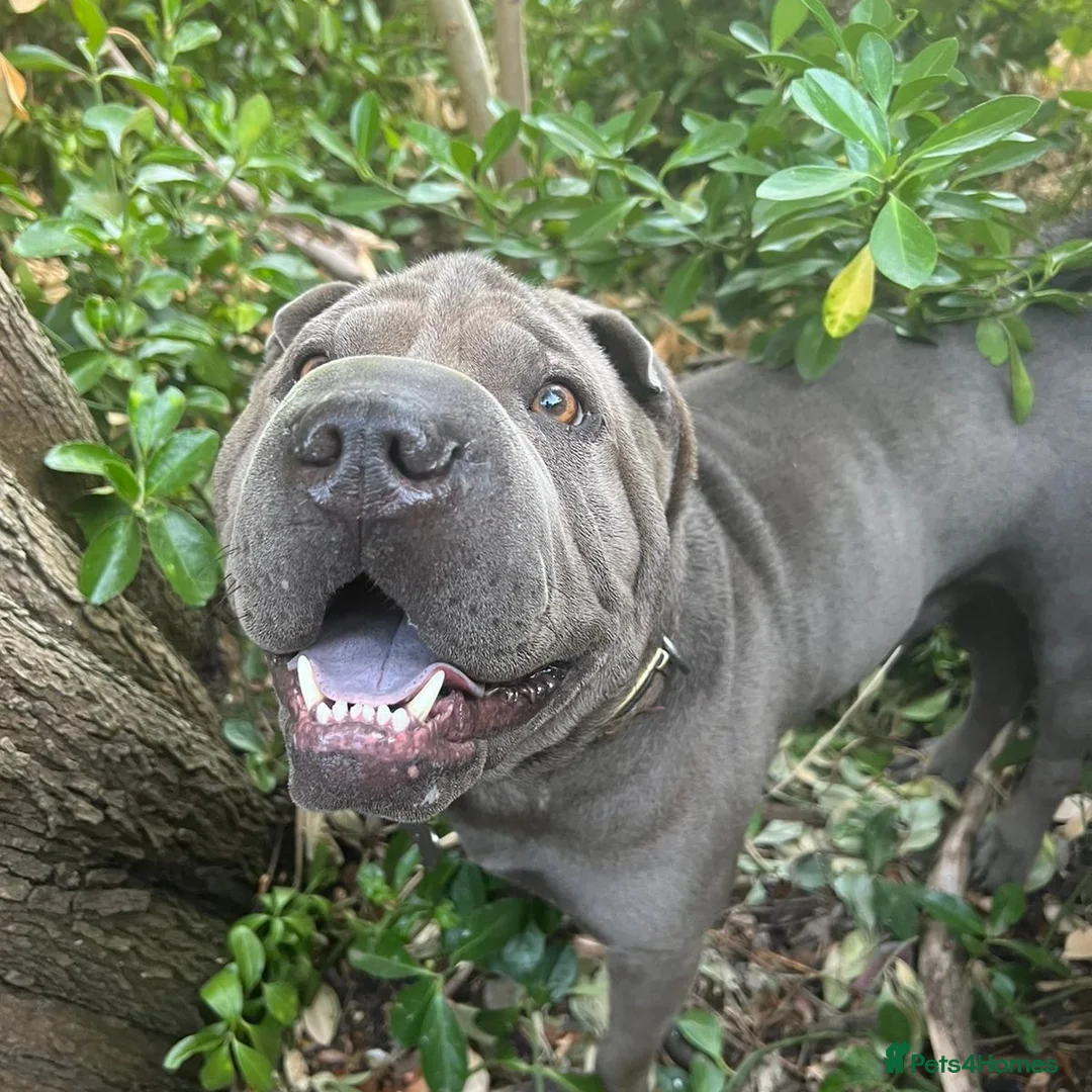 Shar Pei dogs for stud: Gus- Beautiful blue horse coat for stud in Billericay - Advert 20