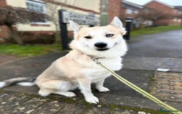 Pomsky dogs for stud: Proven quality F2 proven stud in Andover - Image 2