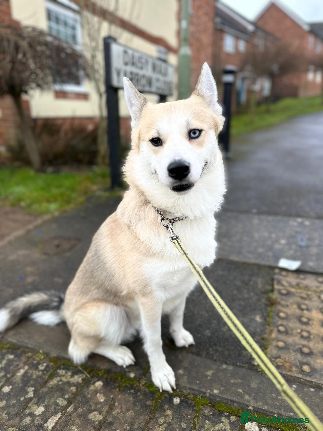Pomsky dogs for stud: Proven quality F2 proven stud in Andover - Image 2