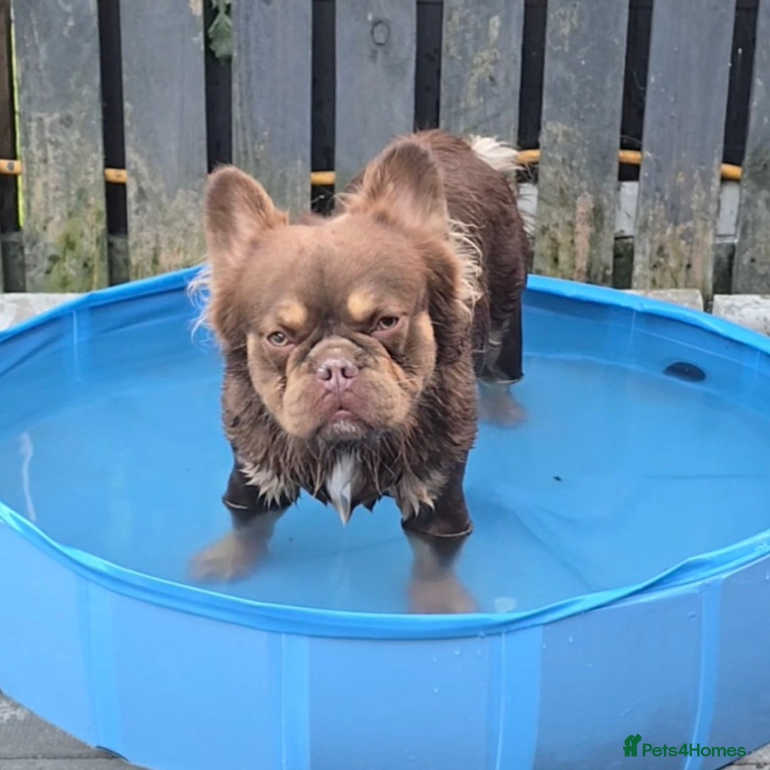 French Bulldog dogs for stud: Rojo Tan Visual Fluffy French Bulldog Stud in Blairgowrie - Image 1