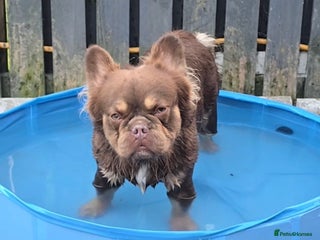 French Bulldog dogs in Blairgowrie - Advert 12