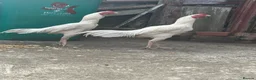 Mixed Breed poultry for sale: Aseel - Advert 2
