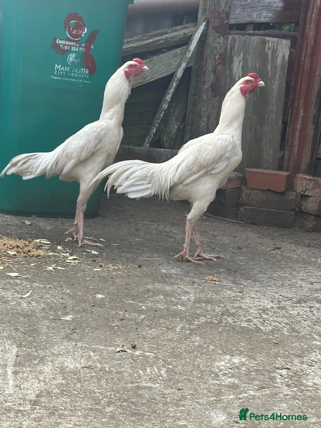 Mixed Breed poultry for sale: Aseel - Advert 2