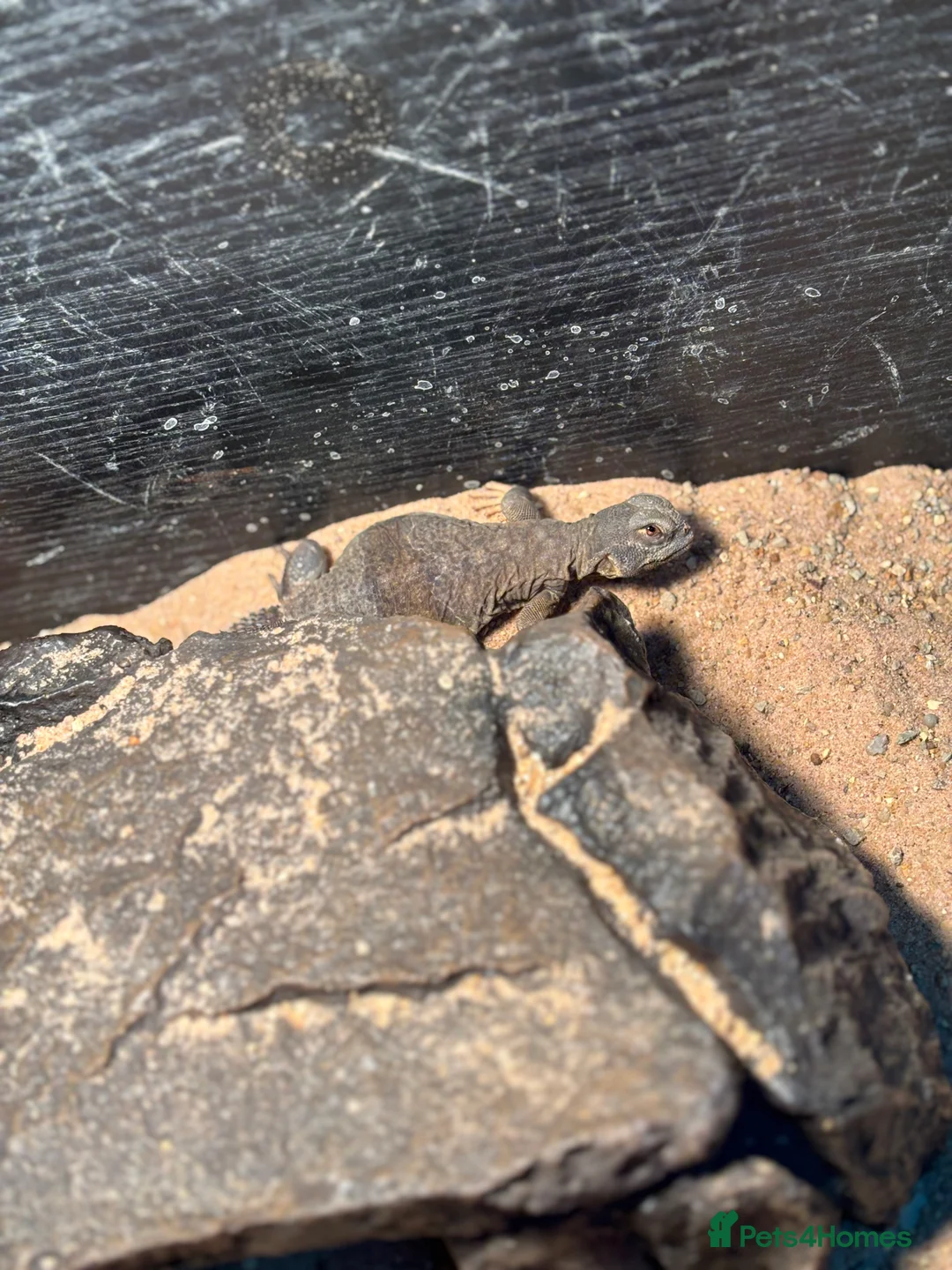 Lizard reptiles for sale: Egyptian uromastyx aegyptia Baby  - Advert 2