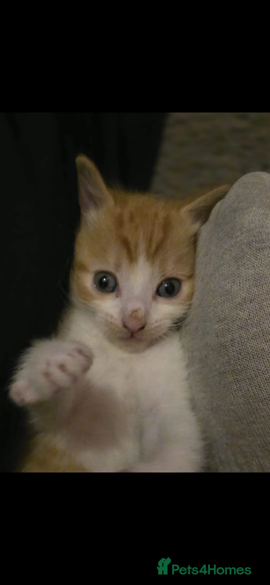 Mixed Breed cats for sale: Little ginger white boy 8 wks old - Advert 3