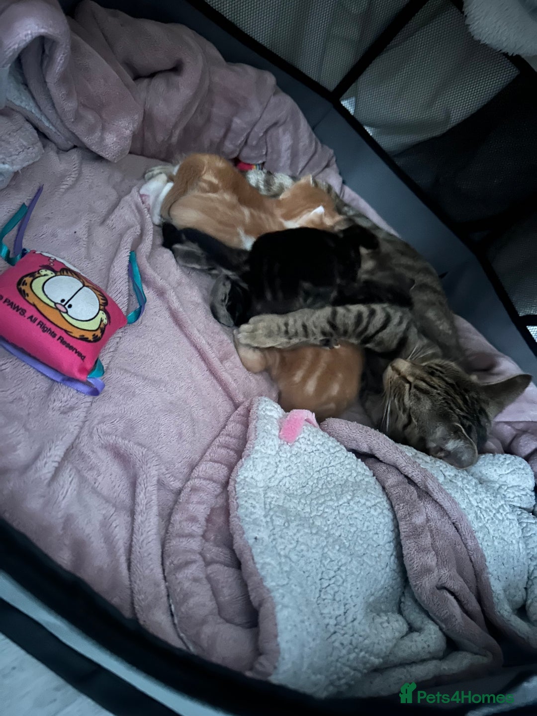 Mixed Breed cats for sale: 4 beautiful loving boys 🩵 - Image 10