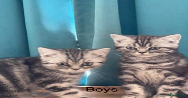 British Shorthair cats - Advert 2