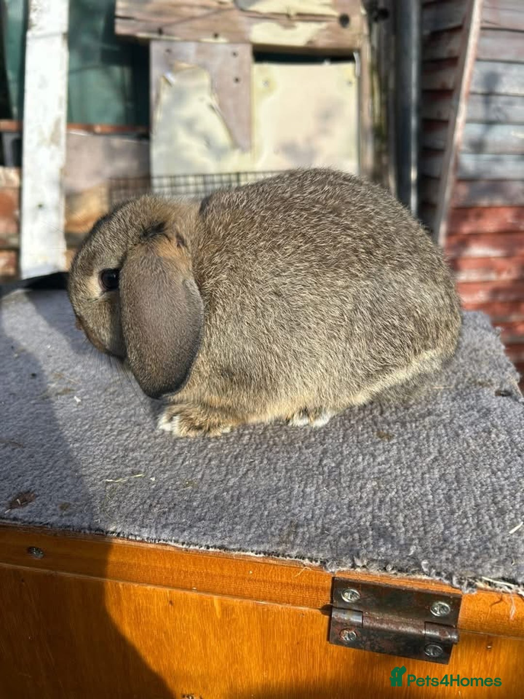 Rex rabbits for sale: Purebred Mini Rex Ready To Go Now! - Advert 6